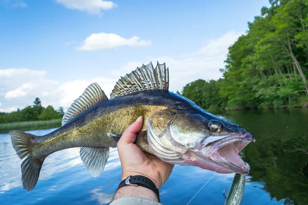 Walleye caught from shore held above a northern lake