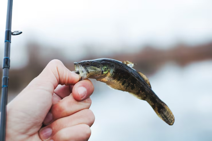 Small bass held by the lip next to a fishing rod with water in the background
