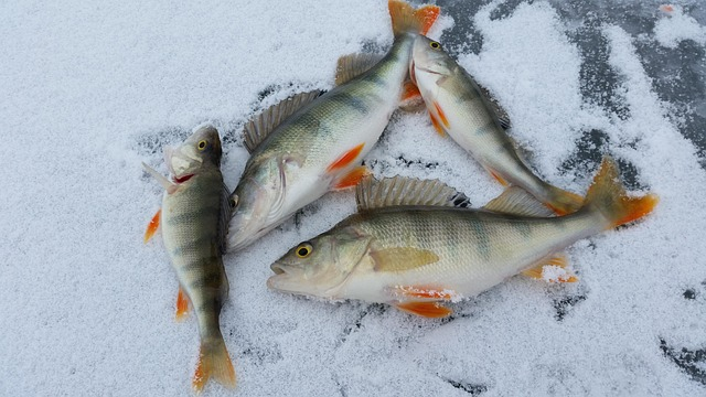 Fresh perch laid out on snow after a morning of ice fishing